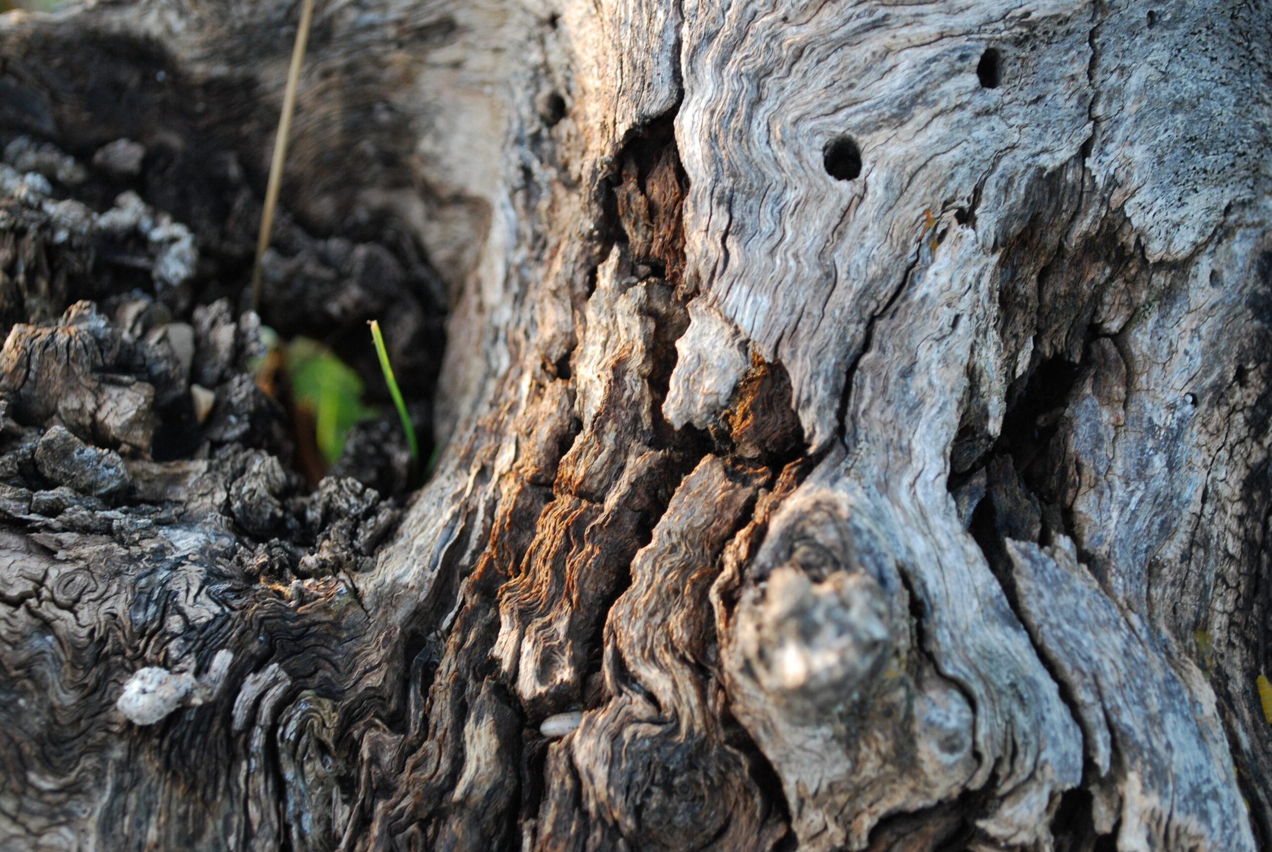 arbre 3