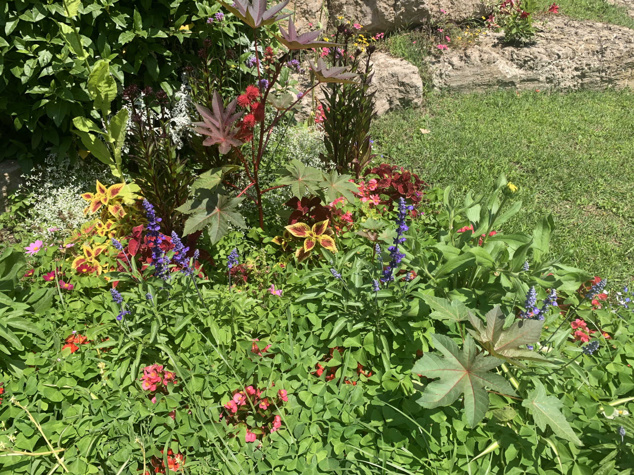 fleurs et rocaille